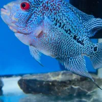 ماهی فلاور|ماهی|قرچک, شهرک الحدید|دیوار