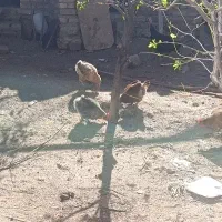مرغ تخم گذار بوقلمون ماده