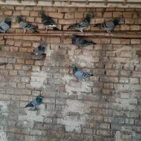 کبوتر|پرنده|کارون, |دیوار