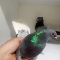 دو جفت سبز کفتر سبز دم سفید عطیقه|پرنده|تهران, تهرانپارس جنوبی|دیوار