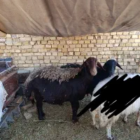 میش بره افشاری