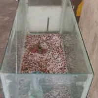 آکواریوم ماهی