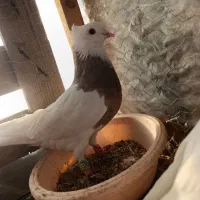 کبوتر ۶تا|پرنده|سنندج, |دیوار