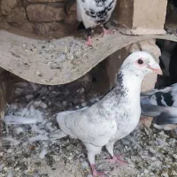 کبوتر نر فروشی