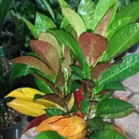 گلخانه تخصصی گیاهان آپارتمانی با ضمانت سلامت