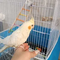 عروس هلندی لوتینو چشم شرابی....