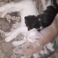 واگذاری چهار بچه گربه ی دوماهه در لاهیجان