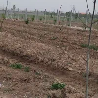 زمین-باغی