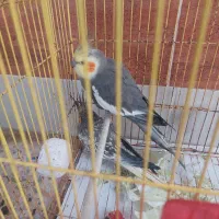 عروس هلندی|پرنده|آبادان, |دیوار