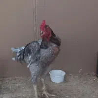 خروس لاری|حیوانات مزرعه|قم, قلعه یزدیها|دیوار