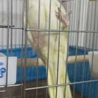 عروس هلندی لوتینو