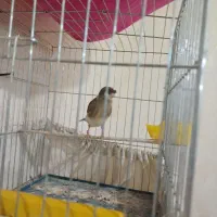 قناری|پرنده|قرچک, شهرک الحدید|دیوار