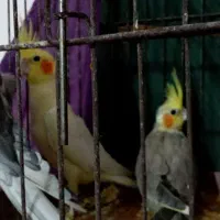 طوطی عروس|پرنده|چمران, |دیوار