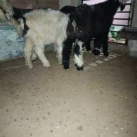 بره چاق روغنی کم دمبه و یه میش چپر