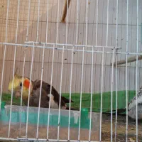 جفت عروس هلندی نر سیامون، ماده، گل باقالی|پرنده|قوچان, |دیوار