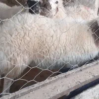 بره ماده سبک  قوچ چاق و  بز چاق|حیوانات مزرعه|سده (خراسان جنوبی), |دیوار