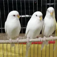 مرغ عشق آلبینو با قفس