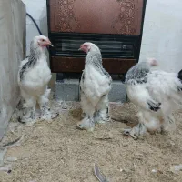 فروش خروس برهما لایت در بندرانزلی|حیوانات مزرعه|رشت, استادسرا|دیوار