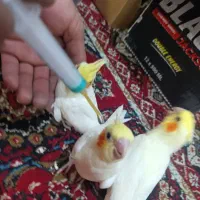 جفت مولد عروس هلندی|پرنده|فسا, |دیوار