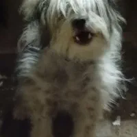 سگ باهوش و حرف گوش کن
