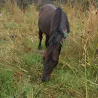 اسب آرام بفرش میرسد