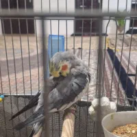 عروس هلندی نر سخنگو