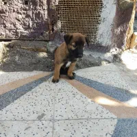 ۲ماه|سگ|میناب, |دیوار