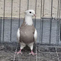 نراجری و ماده اجری خال سرکه ای|پرنده|کرمانشاه, |دیوار