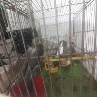 بچه عروس هلندی|پرنده|لاهیجان, گلستان|دیوار