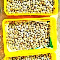 تخم و جوجه بلدرچین کانادایی