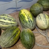 خربزه محلی کیلو50