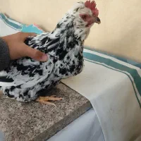 مرغ گلین|حیوانات مزرعه|شهرکرد, |دیوار