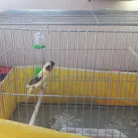 قناری  نرابلغ ۵ ماهه