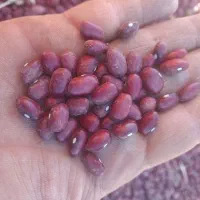 لوبیا قرمز|عمدهفروشی|رزن, |دیوار