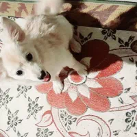 سگ پامر گمشده|حیوانات|جیرفت, |دیوار