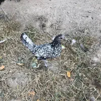 مرغ سیبرایت