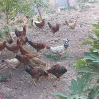 ۵عدد خروس|حیوانات مزرعه|سرپل ذهاب, |دیوار