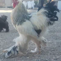 تخم نطفه دار برهما اصیل|حیوانات مزرعه|یزد, |دیوار