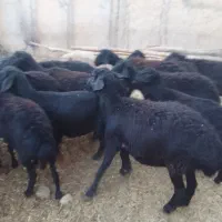 گوسفندجوان‌قره‌قزل