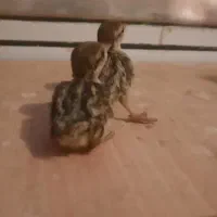 جوجه مرغ کوهی