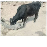 گاو و گوساله ماده