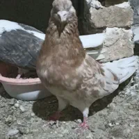 کفتر.سرور.نر.کبوتر|پرنده|گرگان, |دیوار