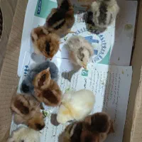 جوجه مرغ محلی سه روزه