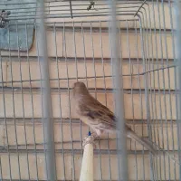 تعدادی قناری ماده سفید و سبز و سرحال|پرنده|اصفهان, احمدآباد|دیوار