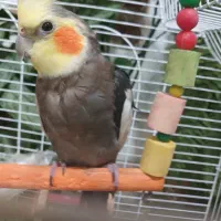 عروس هلندی|پرنده|کرمانشاه, |دیوار