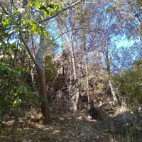 باغ فروشی 500متری روستای آل