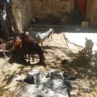 بز صحیح وسالم