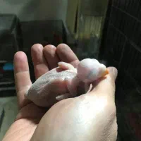 جوجه ملنگو|پرنده|مشکین‌دشت, |دیوار