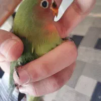 کوتوله برزیلی