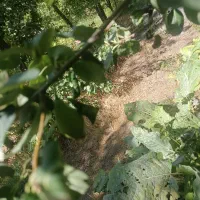 زمین شهرک علی اکبر